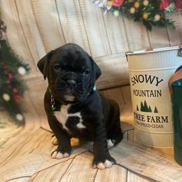 Boxer Puppies from Sweet Mambas Boxers