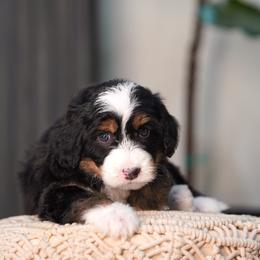Grizz - Blue merle male Bernedoodle puppy in Spokane, Washington from Lilac City Doodles
