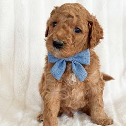 Cove - Red  male Goldendoodle puppy in Escalon, California from Miley&Co.
