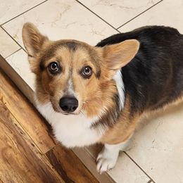 Elsa - American Corgi