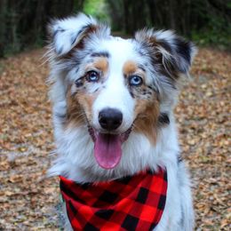 Australian Shepherds and Toy Australian Shepherds from Twin Lakes Ridge Farm
