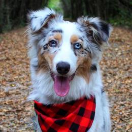 Australian Shepherds and Toy Australian Shepherds from Twin Lakes Ridge Farm
