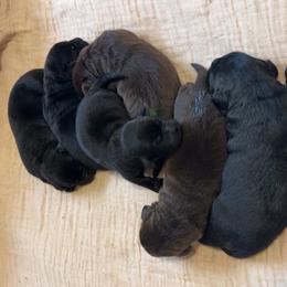 Labrador Retrievers from Rafter CS Labradors