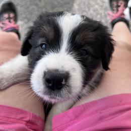 Australian Shepherd Puppies from Robyne Manchas
