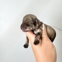 Brown Ribbon Boy - Salt and pepper male Miniature Schnauzer puppy in Floyd, Virginia from Little River Puppies