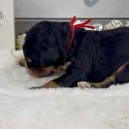 Egg Nog - Tri-color male Bernedoodle puppy in Hegins, Pennsylvania from Bubbling Springs Doodles, LLC