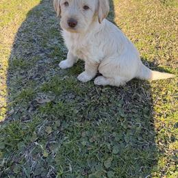 Marshall - Cream male Labradoodle puppy in Georgetown, South Carolina from Muddy Bay Kennels