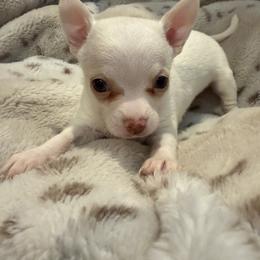 Brady - Cream and white male Chihuahua puppy in New Bedford, Massachusetts from Roark Pack Chihuahua's & Pomsky's