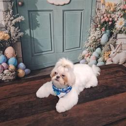 Marley - Shih Tzu