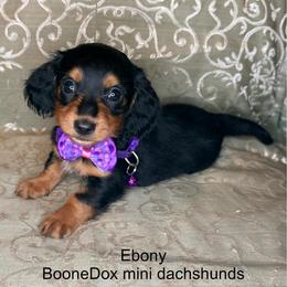 Ebony - Black and tan female Dachshund puppy in Lexington, Oklahoma from BooneDox Miniature Dachshunds