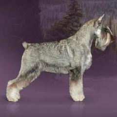 Karma - Standard Schnauzer