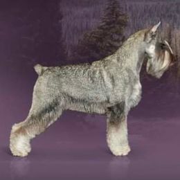 Karma - Standard Schnauzer