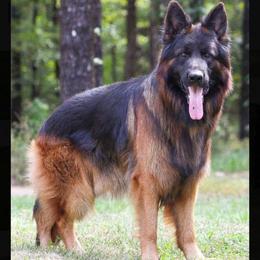 Elit - German Shepherd