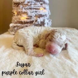 Sugar - Parti female Goldendoodle puppy in Taylorsville, North Carolina from Doggone Dixie Doodles