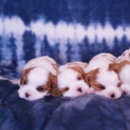 Cavalier King Charles Spaniel Puppies from Country View Cavaliers