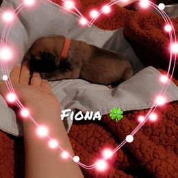 Girl 6 - Mastiff puppy in Walton, Nebraska from J & J Legacy Mastiffs