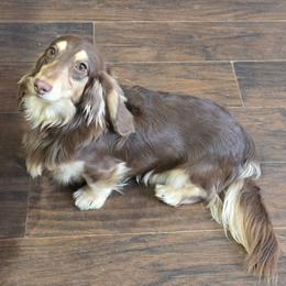Kai - Dachshund