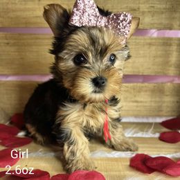 Yorkshire Terrier Puppies from Jennifer Gunn