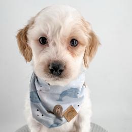Beanie - Parti male Goldendoodle puppy in Jamestown, Kentucky from Milk & Honey Doodles