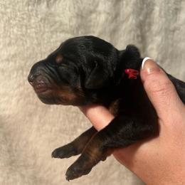 Red - Black and rust male Doberman Pinscher puppy in Muskegon, Michigan from HillStone Dobermans
