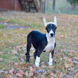 Cropped Mantle female - Mantle female Great Dane puppy in Golconda, Illinois from Breken Great Danes