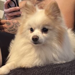 Pomeranians from D&C Pomeranians