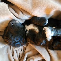 Scout - Black and white Aussiedoodle puppy in Vernal, Utah from Adorable Aussiedoodles