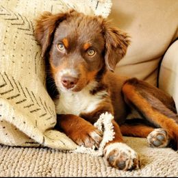 Miniature Australian Shepherd and Toy Australian Shepherd All Grown Up from Panhandle Australian Shepherds