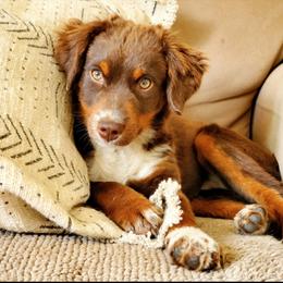 Miniature Australian Shepherd and Toy Australian Shepherd All Grown Up from Panhandle Australian Shepherds