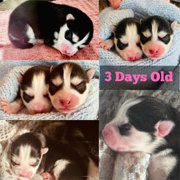 Pomsky Puppies from Mini Pomskies of Ohio