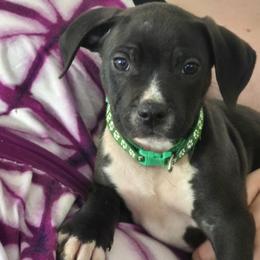 Storm - Black female American Staffordshire Terrier puppy in Manton, Michigan from Freedom Amstaffs Legacies