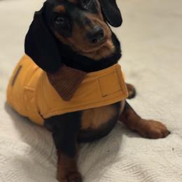 Denali - Dachshund