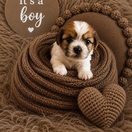 Brown Collar - Liver and white male Shorkie puppy in Staten Island, New York from Sensational Shorkies