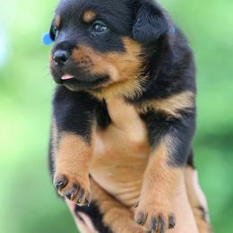 Boy 5 - male Rottweiler puppy in Michie, Tennessee from Schone Rasse Rottweilers