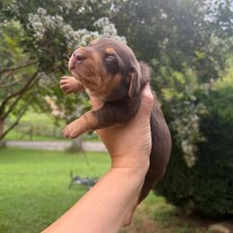 Ollie - Chocolate and tan male Dachshund puppy in Turtletown, Tennessee from Stachia’s C4 Dachshunds
