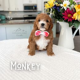 Bernedoodle and Cavapoo Puppies from Wonderful World Doodles