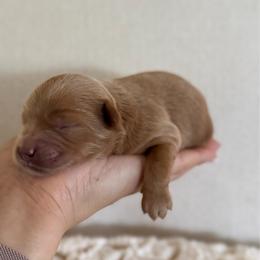 Girl 2 - Apricot female Australian Labradoodle puppy in Auburn, Washington from West Valley Labradoodles