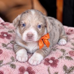 Zephyr - Brindle merle and white female Cardigan Welsh Corgi puppy in Denham Springs, Louisiana from Haggard Family Corgis
