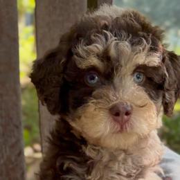 Aussiedoodles from Mills River Doodles