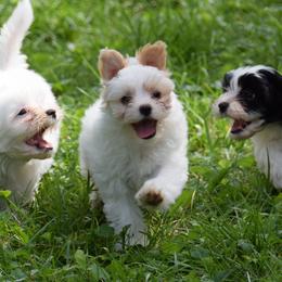 Havanese from Hermosa Havanese
