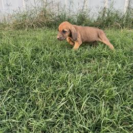 Boy 1 - Red male Bloodhound puppy in Tahlequah, Oklahoma from HNH Hounds