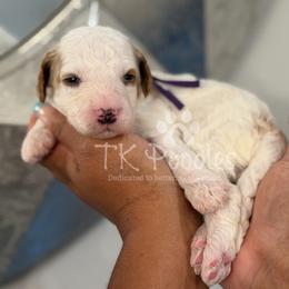 Shortcake - Parti female Poodle puppy in Belleville, New Jersey from TK Poodles