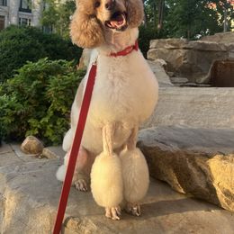 Monday - Poodle