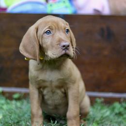 Woody - Golden rust male Vizsla puppy in Bloomington, Indiana from Envizion