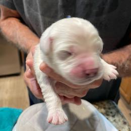 Lilly - Light golden female Golden Retriever puppy in Ennis, Texas from Amberidge Golden Retrievers