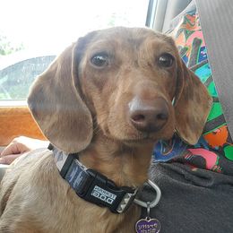 Raya - Dachshund