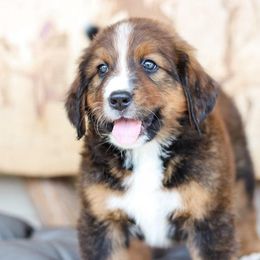 Blossom - Sable female Bernedoodle puppy in Delta, Pennsylvania from KEE Bernedoodles