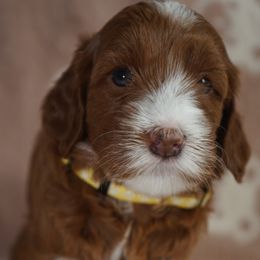 Chanel - Red female Labradoodle puppy in Fontana, California from Glory Labradoodle’s