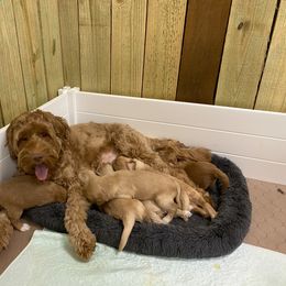 Australian Labradoodle Puppies from Salona Australian Labradoodles