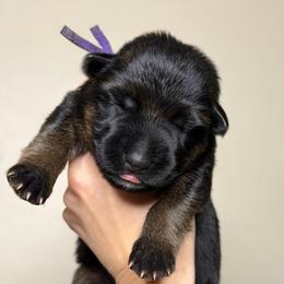Purple Collar - Black and red female German Shepherd puppy in Orlando, Florida from AceHaven Canines